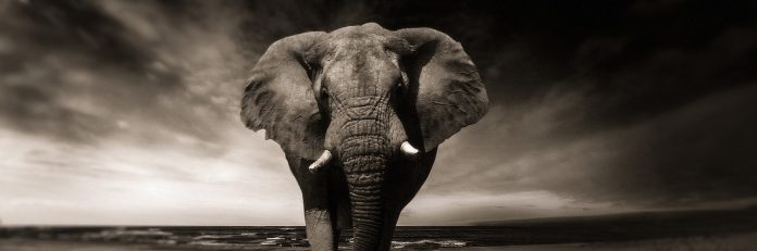 Afrikanische Mp3 Musik kostenlos online downloaden Afrikanische Mp3 Musik kostenlos online downloaden
