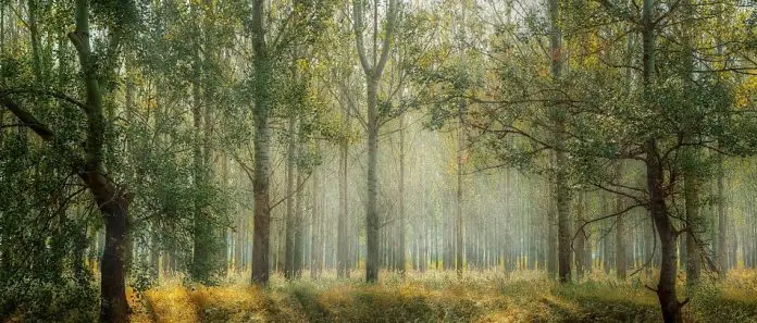 Naturalismus Epoche Literatur und Merkmale