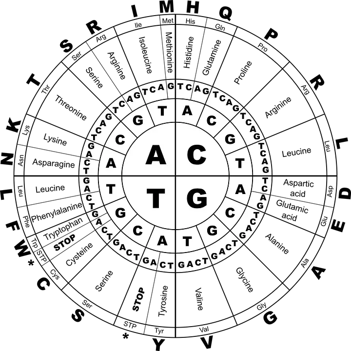 Aufbau und Struktur von DNA