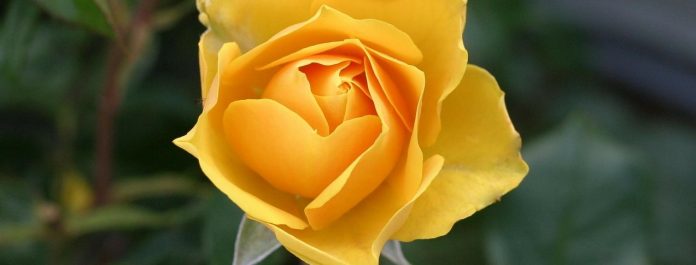 Gelbe Rose - Bedeutung, Anlass & Symbolik von Blumen Gelbe Rose - Bedeutung, Anlass & Symbolik von Blumen