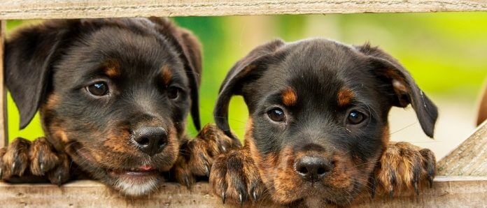 Männlicher und weiblicher Hund Männlicher und weiblicher Hund