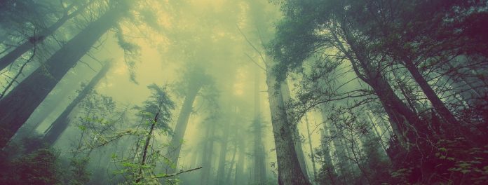nebel nebel