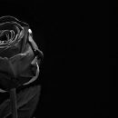 Die schwarze Rose und was sie bedeutet?