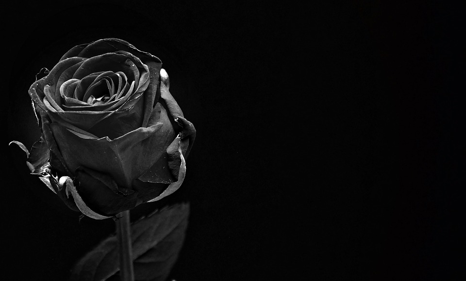 schwarze Rose Bedeutung