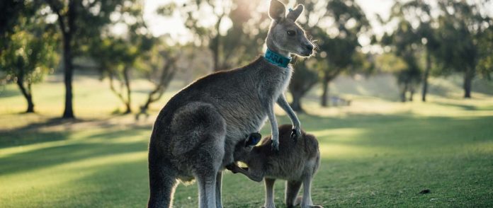 Gibt es Beuteltiere nur in Australien Gibt es Beuteltiere nur in Australien