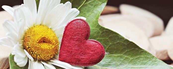 Welche Blume steht symbolisch für Freundschaft-2 Welche Blume steht symbolisch für Freundschaft