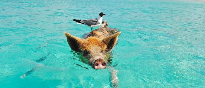 Wie lange dauert ein Flug auf die Bahamas-2 Wie lange dauert ein Flug auf die Bahamas