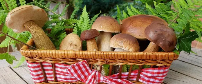 Birkenpilz leckere Zubereitung Birkenpilz leckere Zubereitung