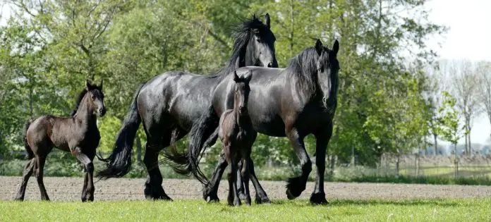 Sind Friesen Pferde Kaltblüter oder Warmblüter Sind Friesen (Pferde) Kaltblüter oder Warmblüter