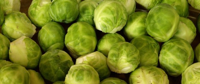 Rosenkohl einfrieren Rosenkohl einfrieren