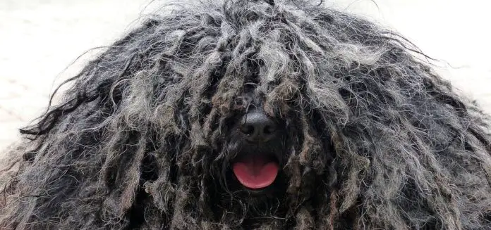 Stark verfilzte Haare - was tun Stark verfilzte Haare - was tun