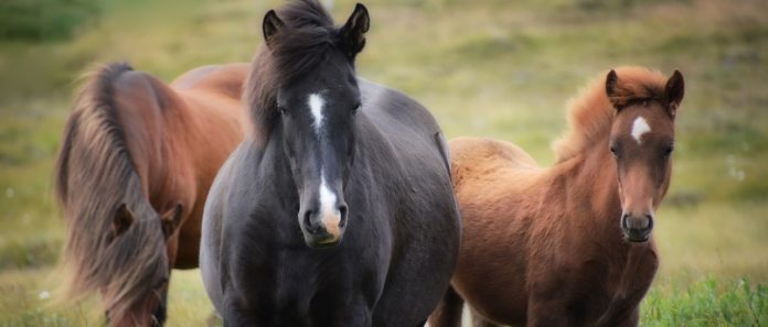 Was ist ein Beistellpferd & für wen ist es geeignet Was ist ein Beistellpferd & für wen ist es geeignet
