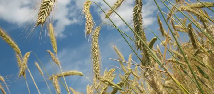 Intensive & extensive Landwirtschaft Intensive & extensive Landwirtschaft