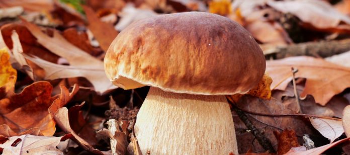 Wann ist die Saison für Steinpilze Wann ist die Saison für Steinpilze