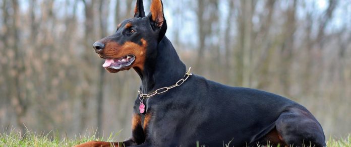 Was ist ein Anlagehund Was ist ein Anlagehund