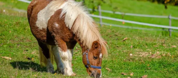 Was ist ein Endmaßpony Was ist ein Endmaßpony