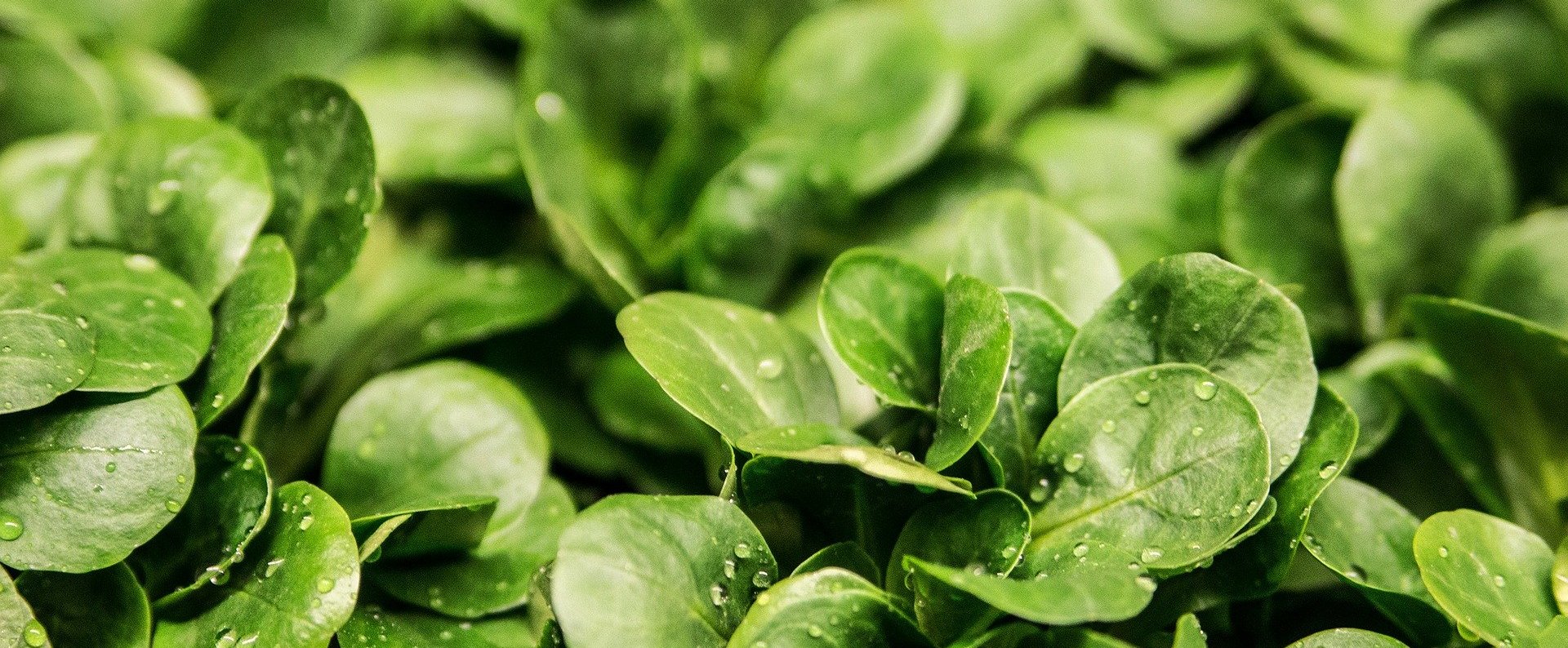 Feldsalat & Rapunzelsalat Feldsalat & Rapunzelsalat