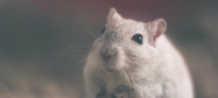 rattenscharf rattenscharf