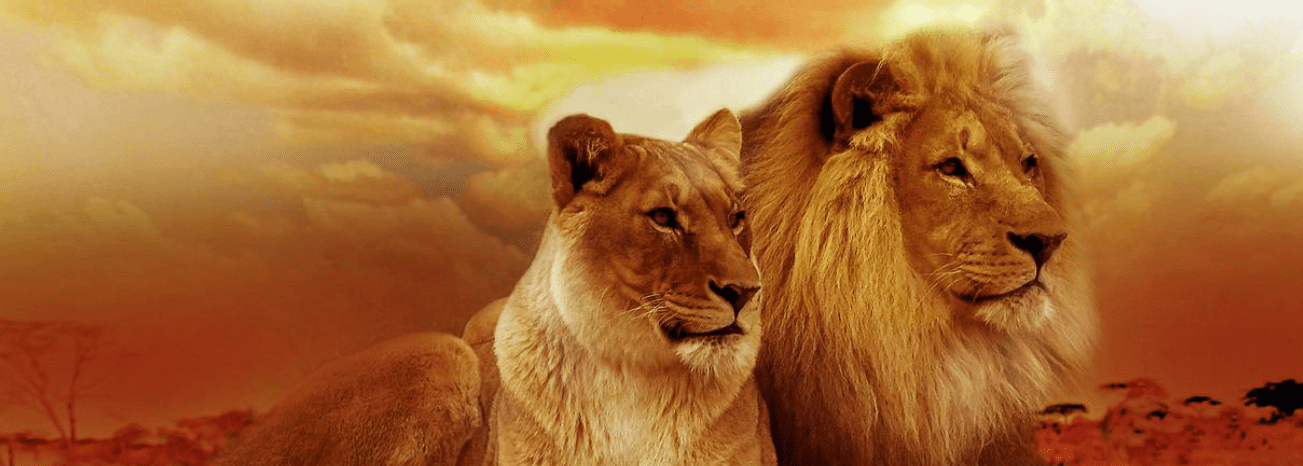 Die Höhle der Löwen im Live Stream legal online gucken